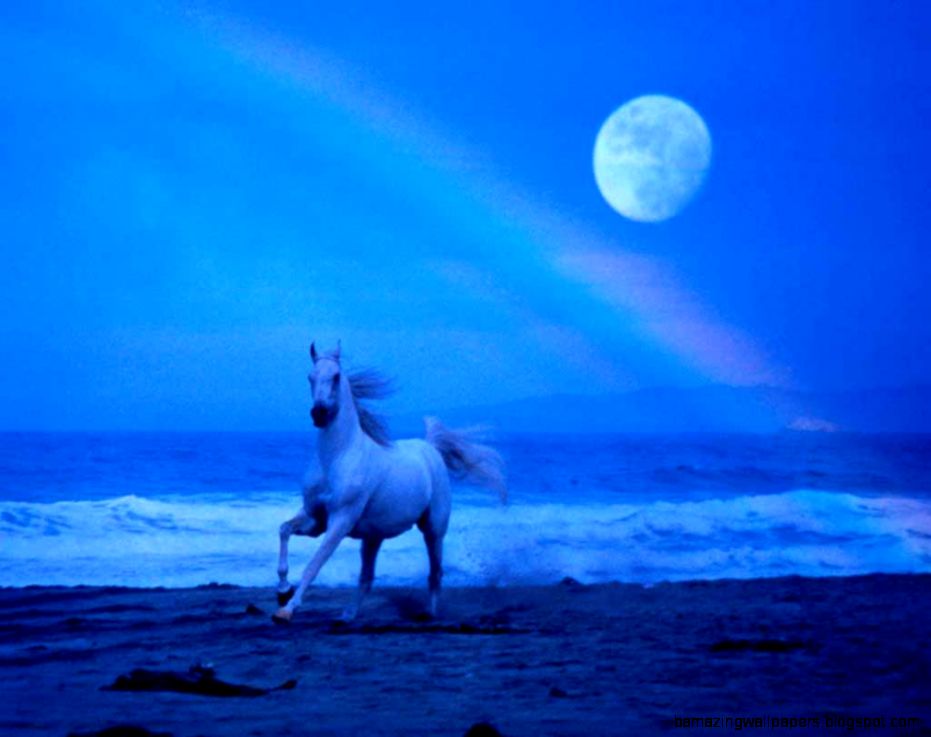 HerbWeb Horses picture of horse on beach HerbWeb Horses picture of horse on beach
