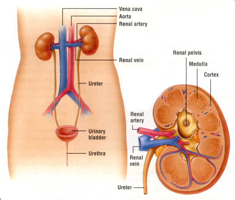 excretory system in humans.
