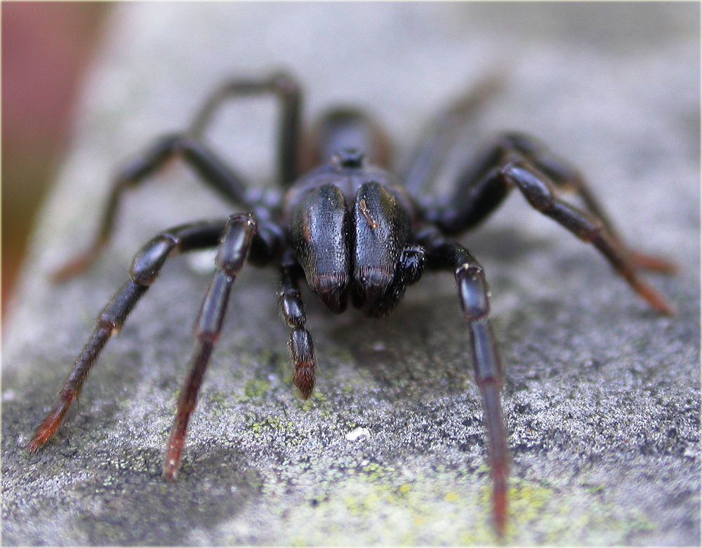 Arachnerds Purse  Spider Atypus affinis