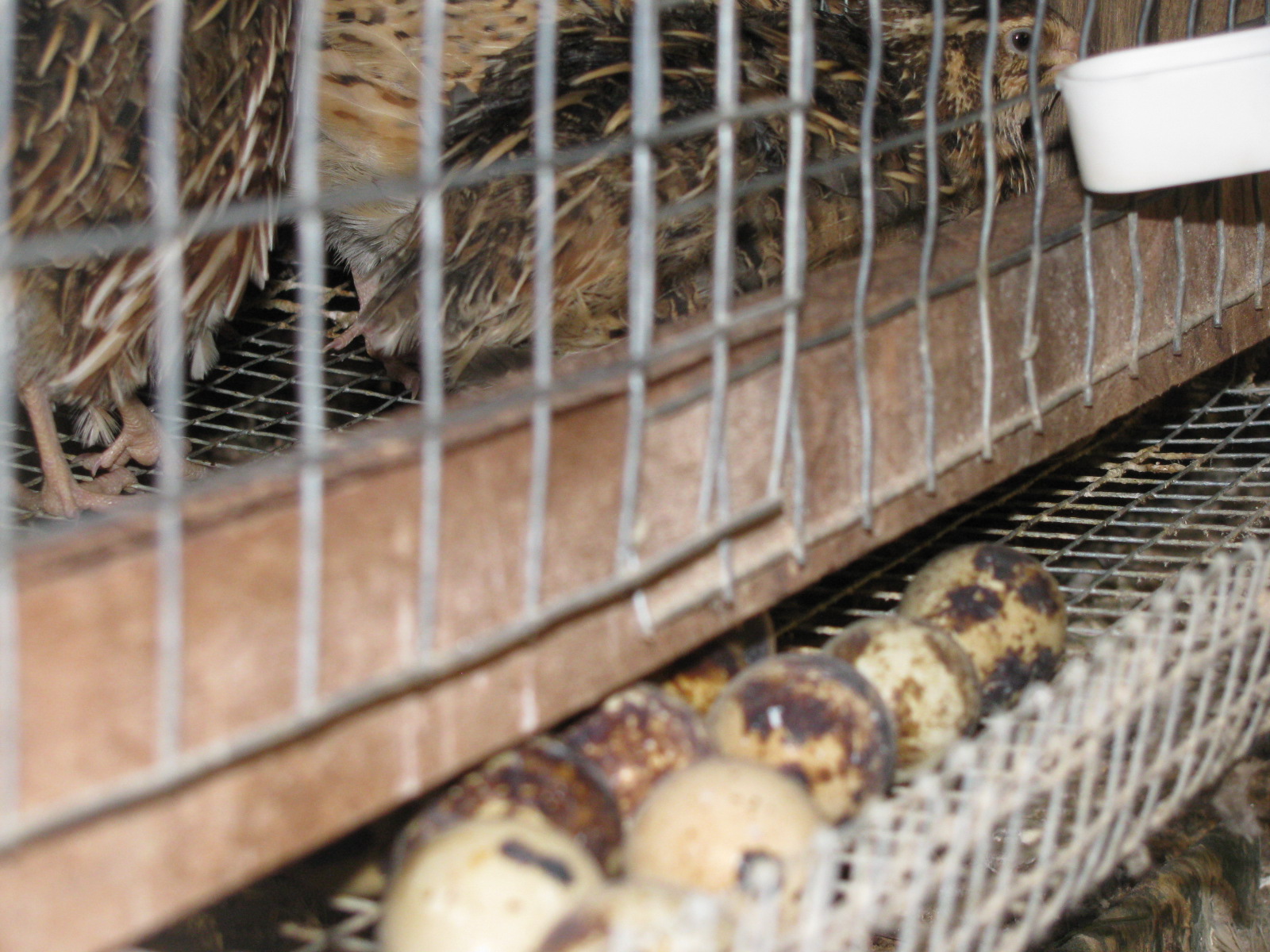 High Lonesome Homestead Raising Japanese Coturnix Quail