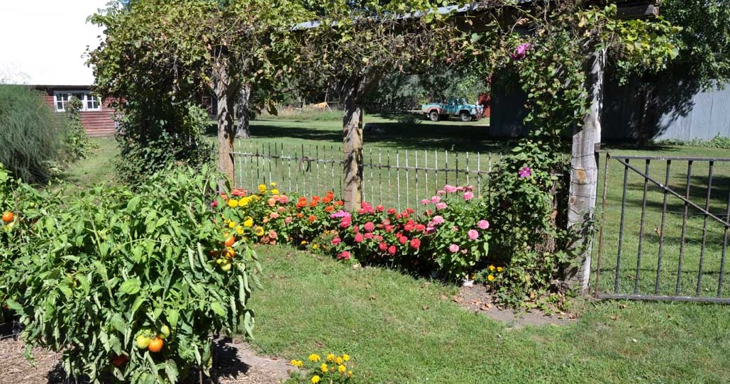 Taken For Granted: Garden and Sunflower