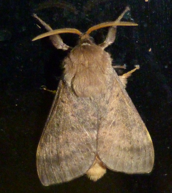 Type Of Moth Crossword Clue