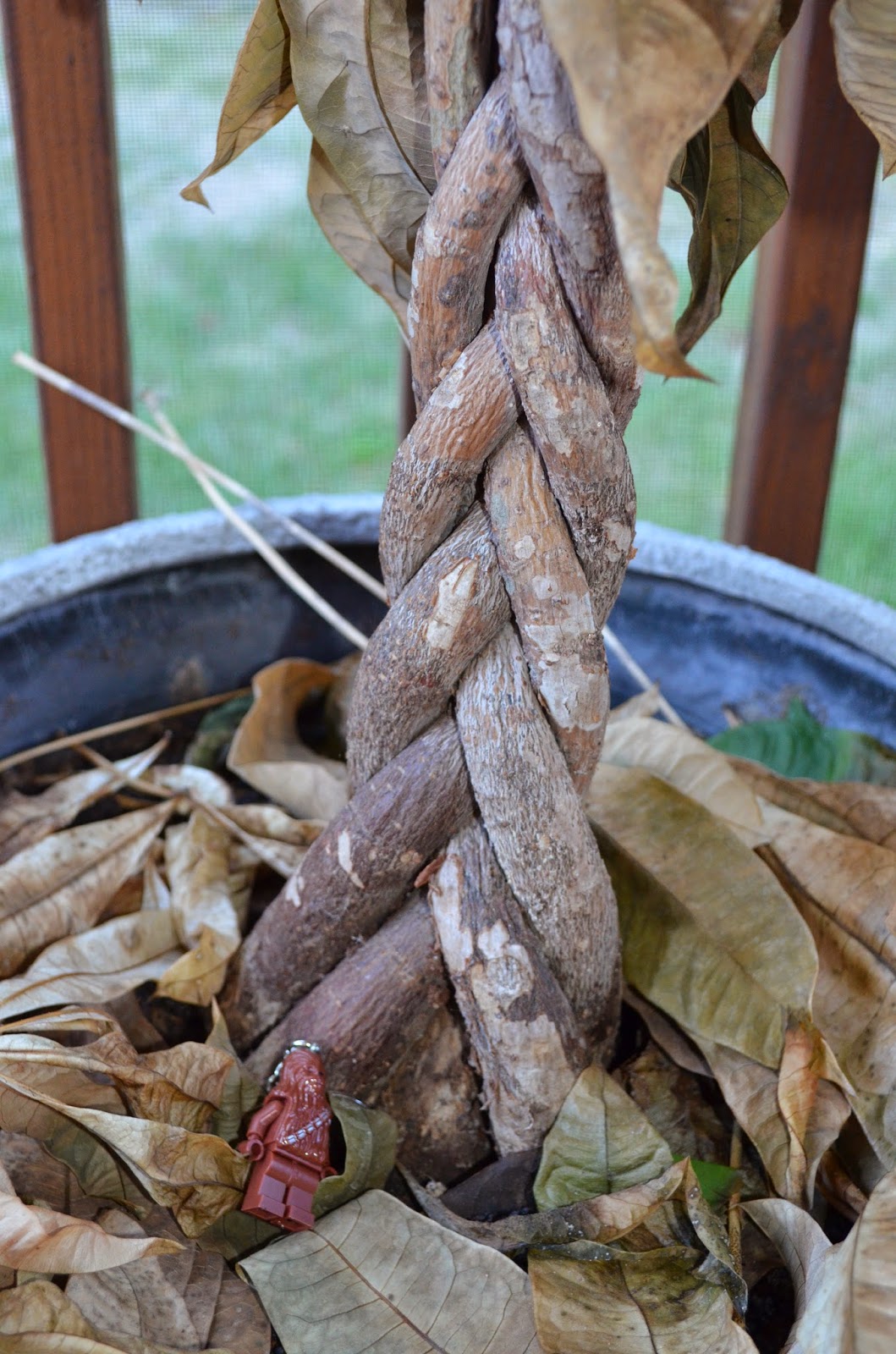 AP Bio Biological Collection Photo Blog 25. Modified Stem of a Plant