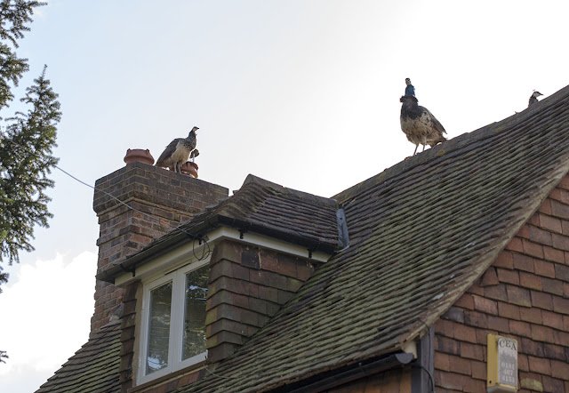 Pea-fowl, Pavo cristatus, on top of a house.  Otford, 2 February 2013.