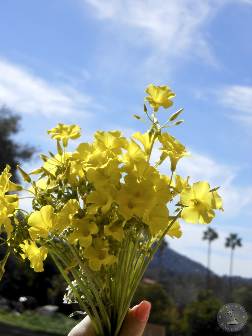 A Day In San Diego San Diego Flowers In Bloom