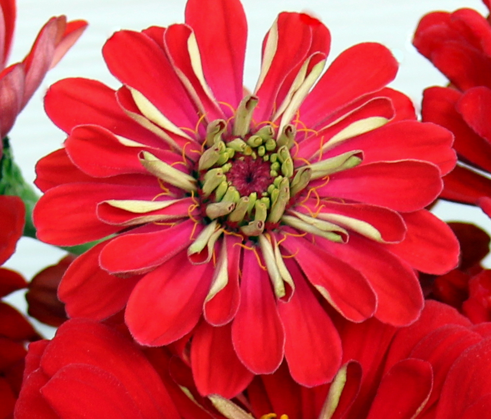 RED ARRANGEMENTS FALL ZINNIAS They come in a variety of blooms, but