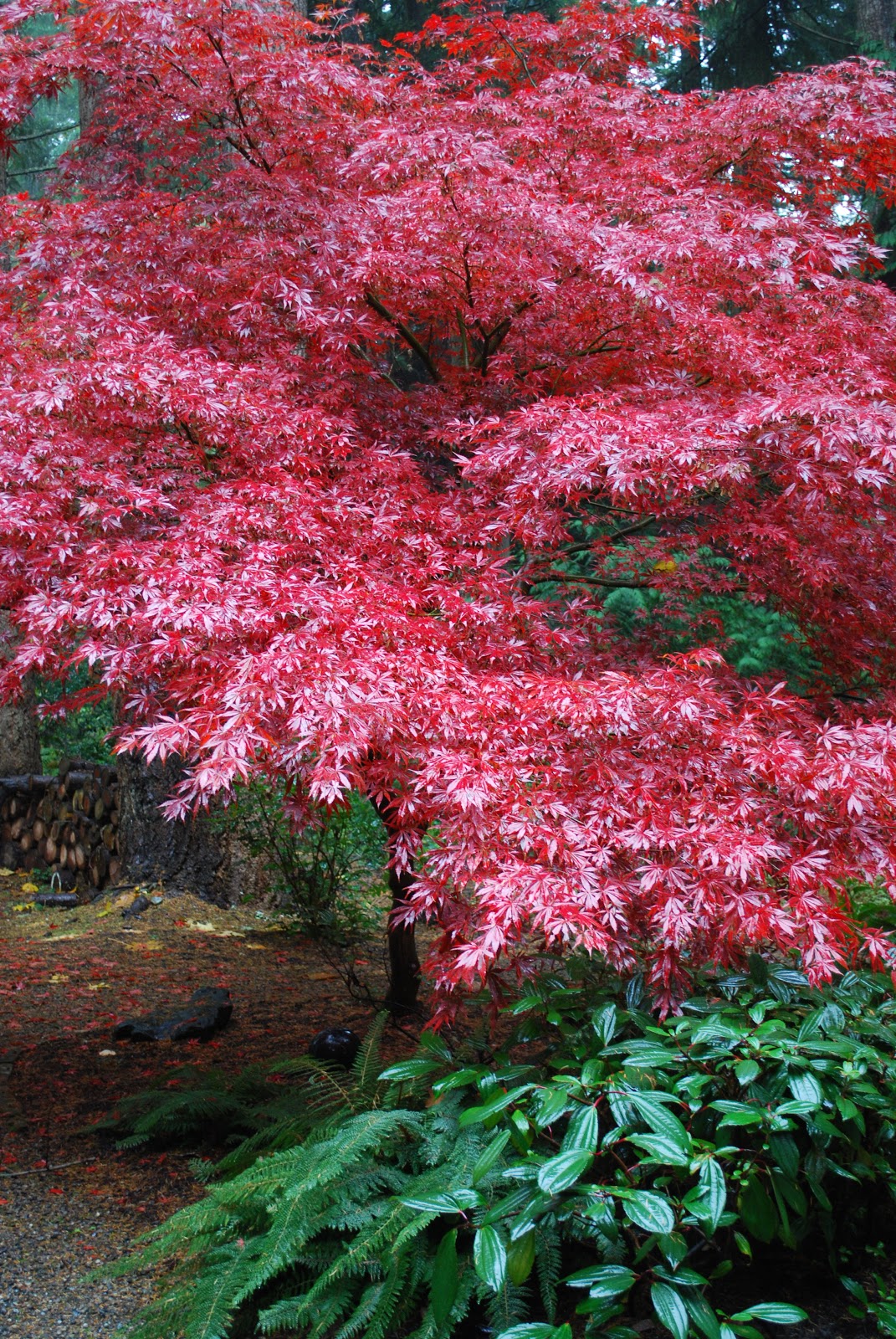 Make It... a Wonderful Life: Japanese Maple