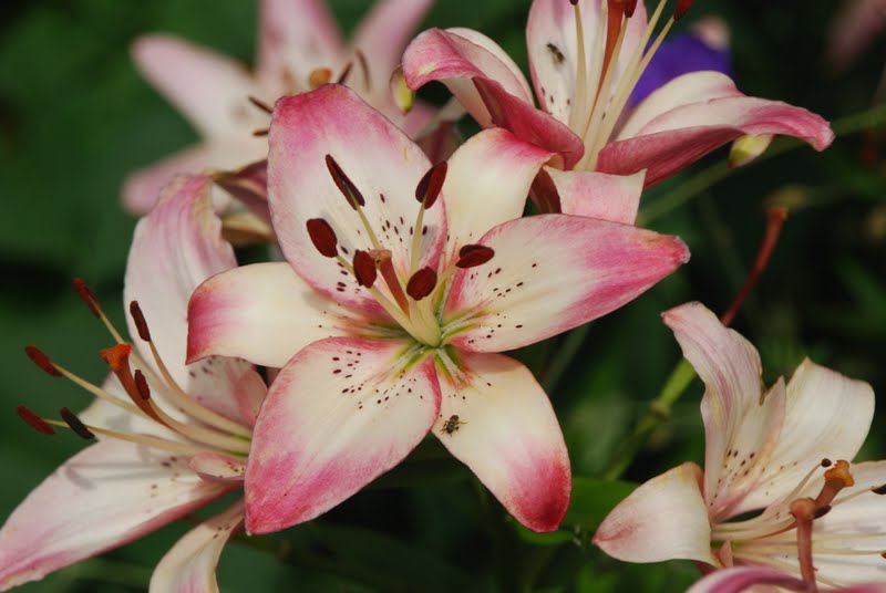 Wife, Mother, Gardener Asiatic Lily 'Rosella’s Dream'