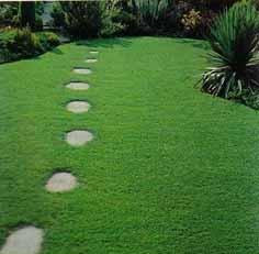 ARTE Y JARDINERÍA : El césped y las plantas cubresuelos