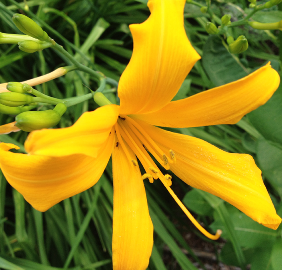 The Quilts of Ann Brauer stretching myself with spiderswordless