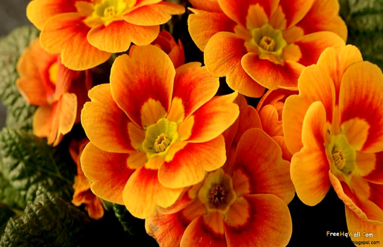 Best Orange Flowers Wallpapers Wide 4K Ultra HD Photos Collection Best Orange Flowers Wallpapers Wide 4K Ultra HD Photos Collection
