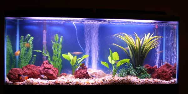 how to choose a good freshwater aquarium fishtropical marine and freshwater aquarium 600x300 how to choose a good freshwater aquarium fishtropical marine and freshwater aquarium 600x300