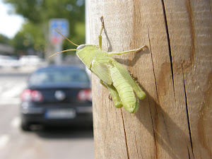 A Green Grasshopper in Our Neighbourhood