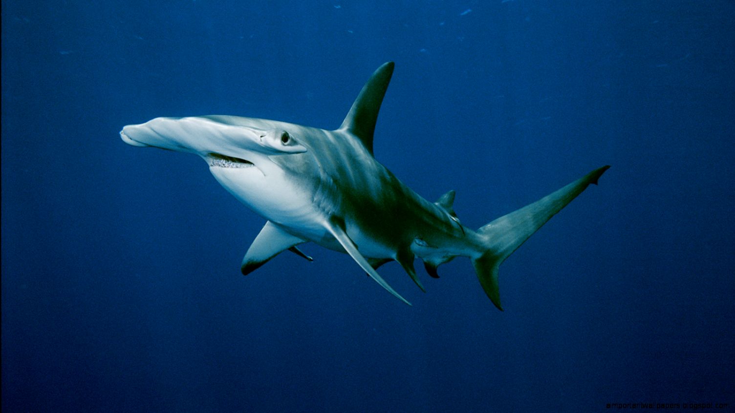 Hammerhead Shark Hammerhead Shark