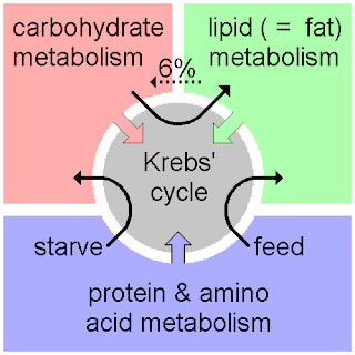 Anabolic processes and catabolic processes
