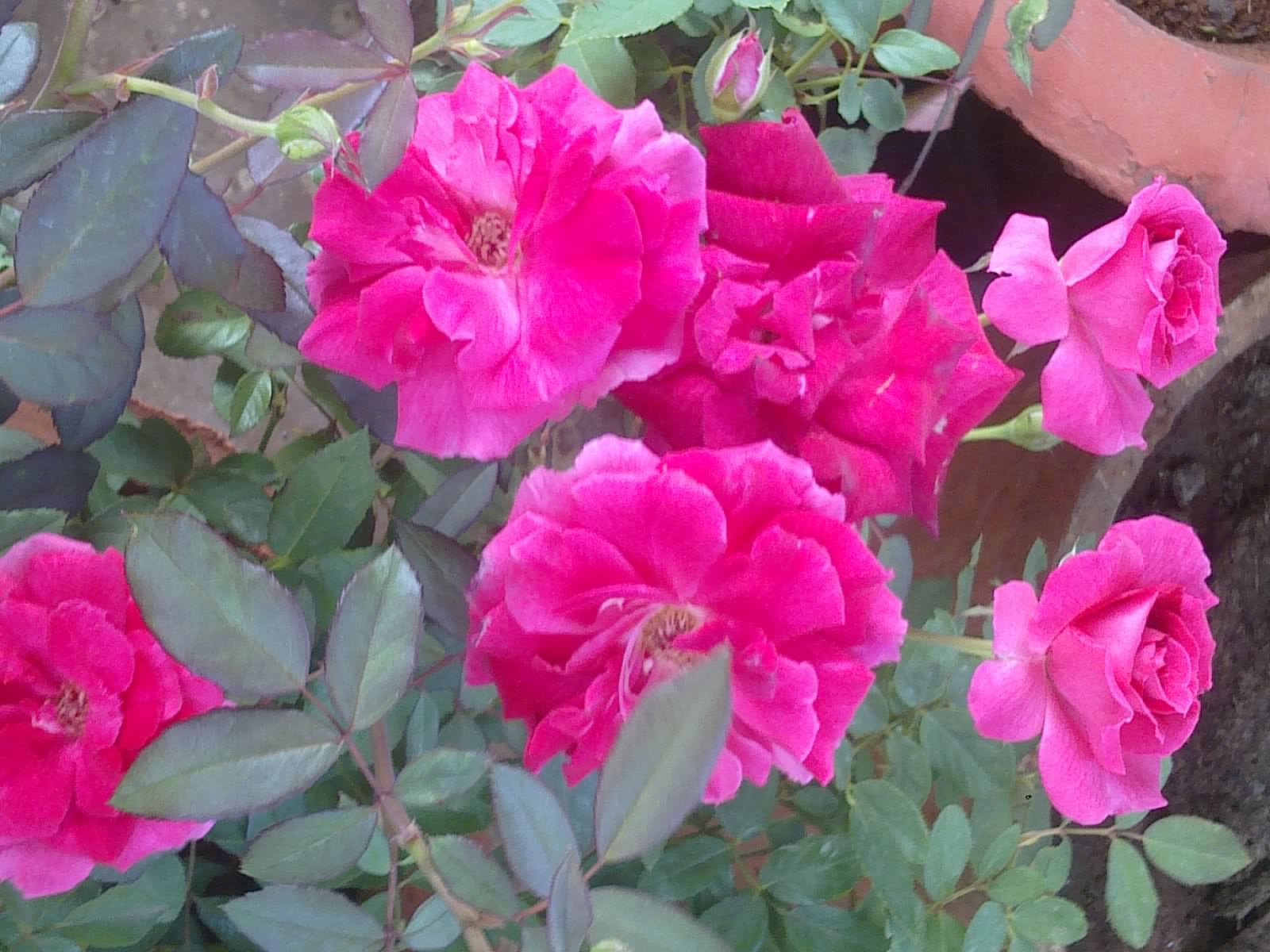 Plants Growing In My Potted Garden. Growing and Caring for Indian