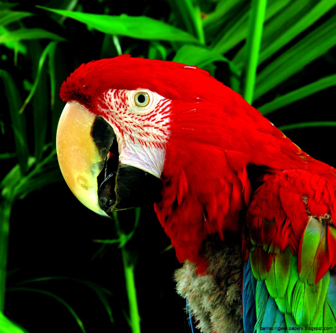 Top 10 facts about the Amazon Rainforest The Inside Track Top 10 facts about the Amazon Rainforest The Inside Track
