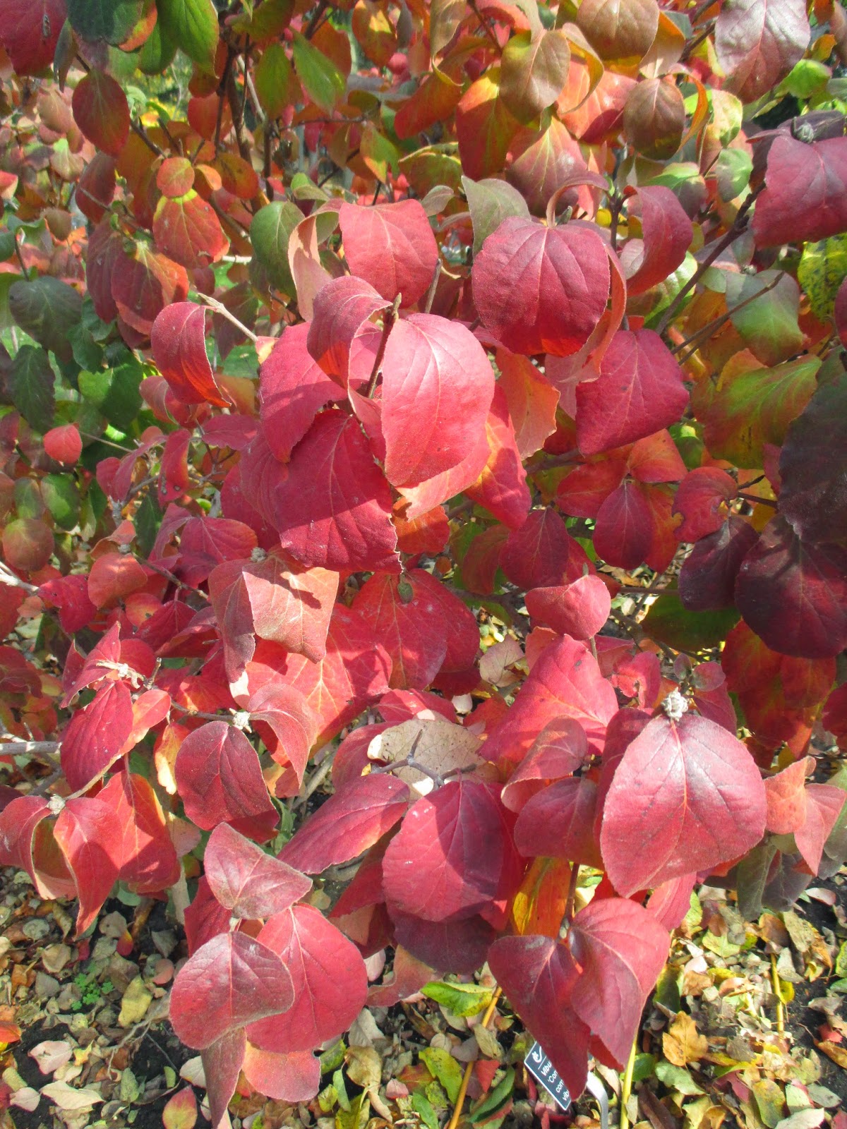 Astrid S Garden Design Viburnum