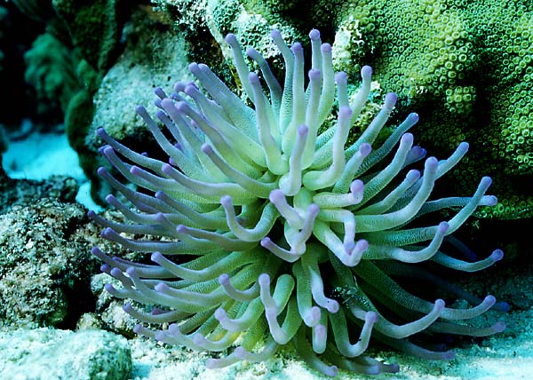 sea+anemone1.jpg