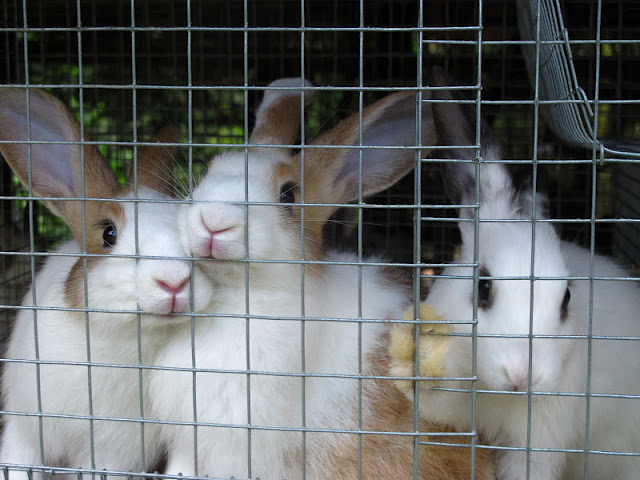 Spread Organic Agriculture in the Philippines: Seminar: Rabbit Meat