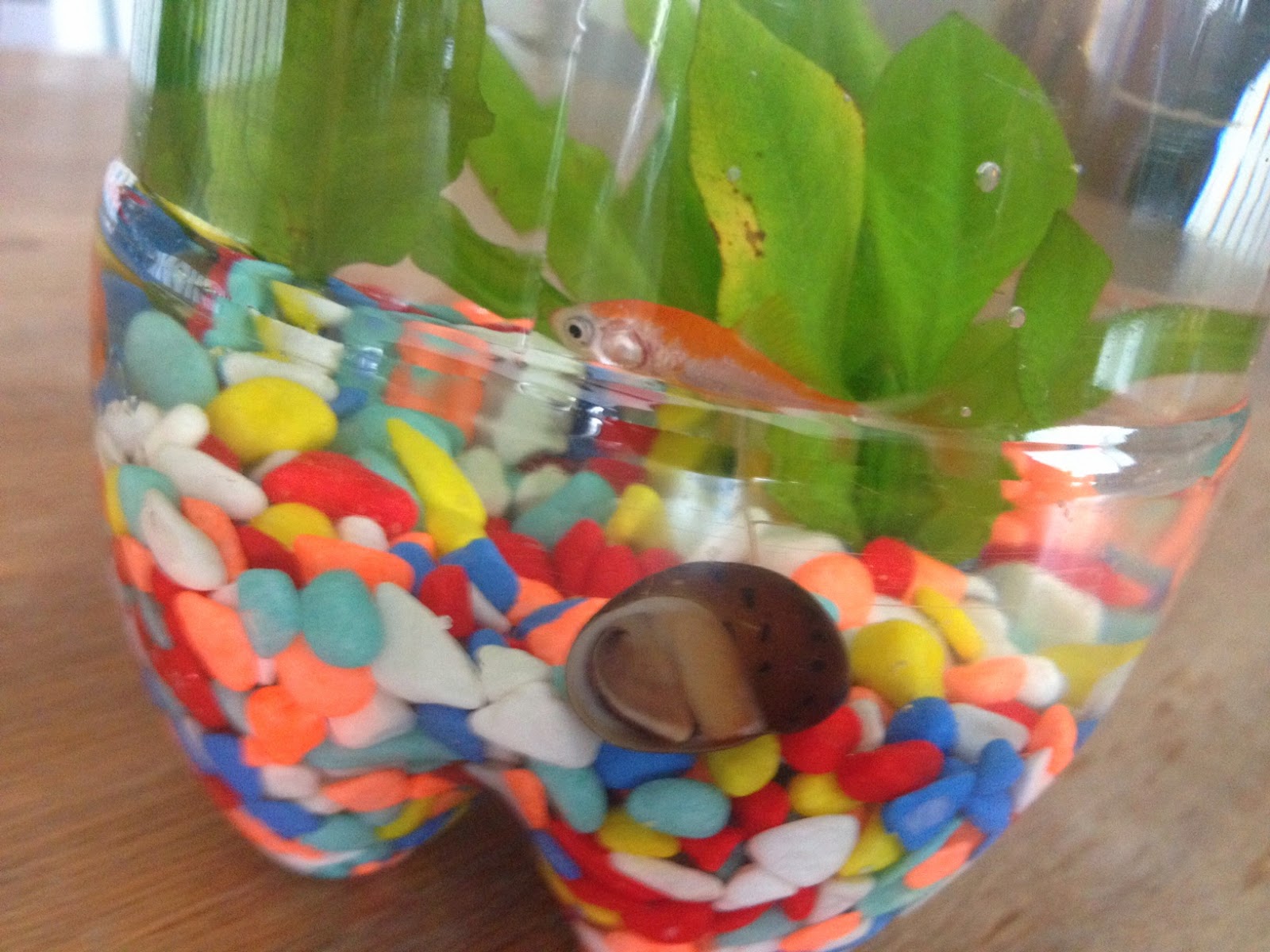 Scott School Ecosystem in a Bottle Science Project...