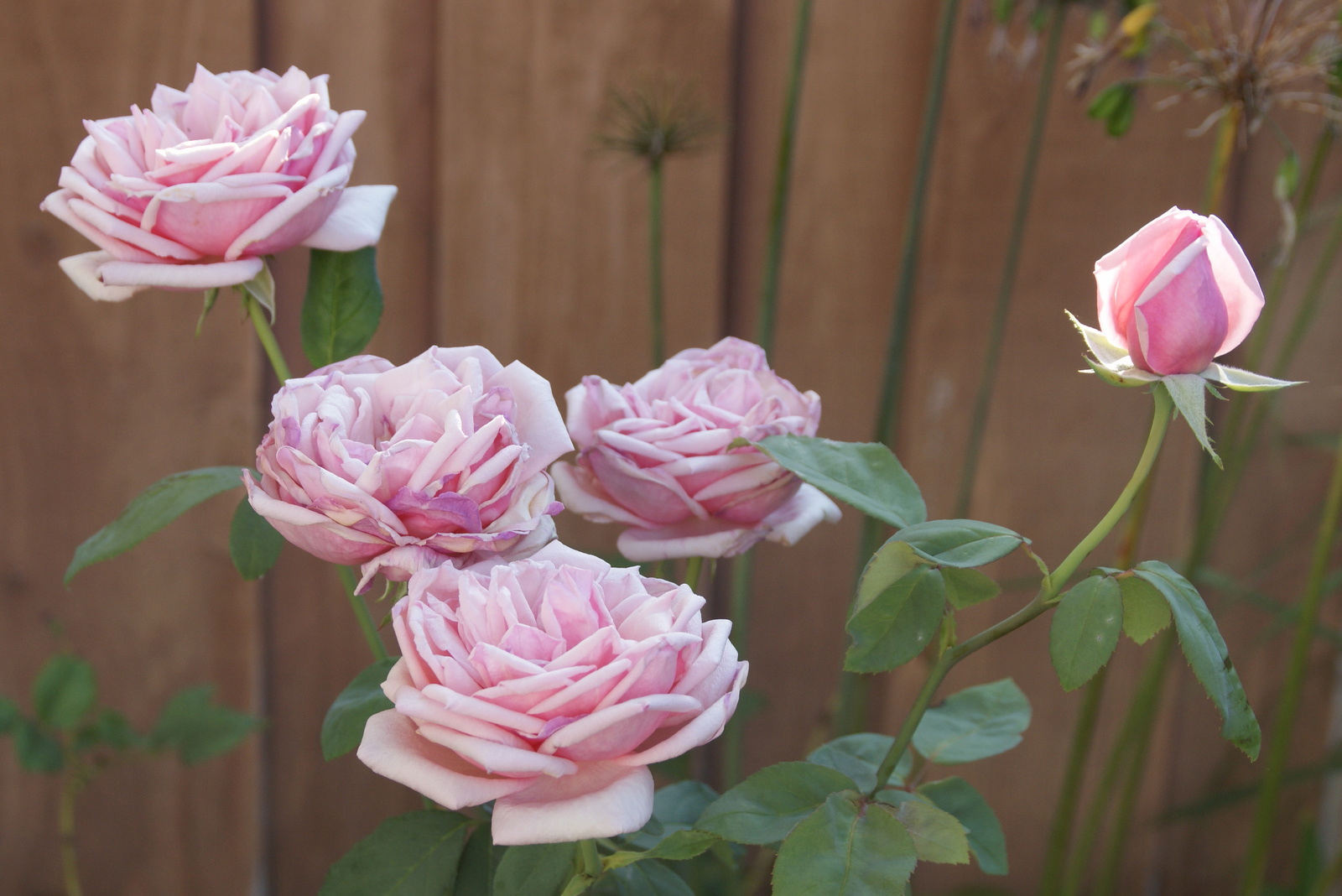 Organic Garden Dreams September Roses