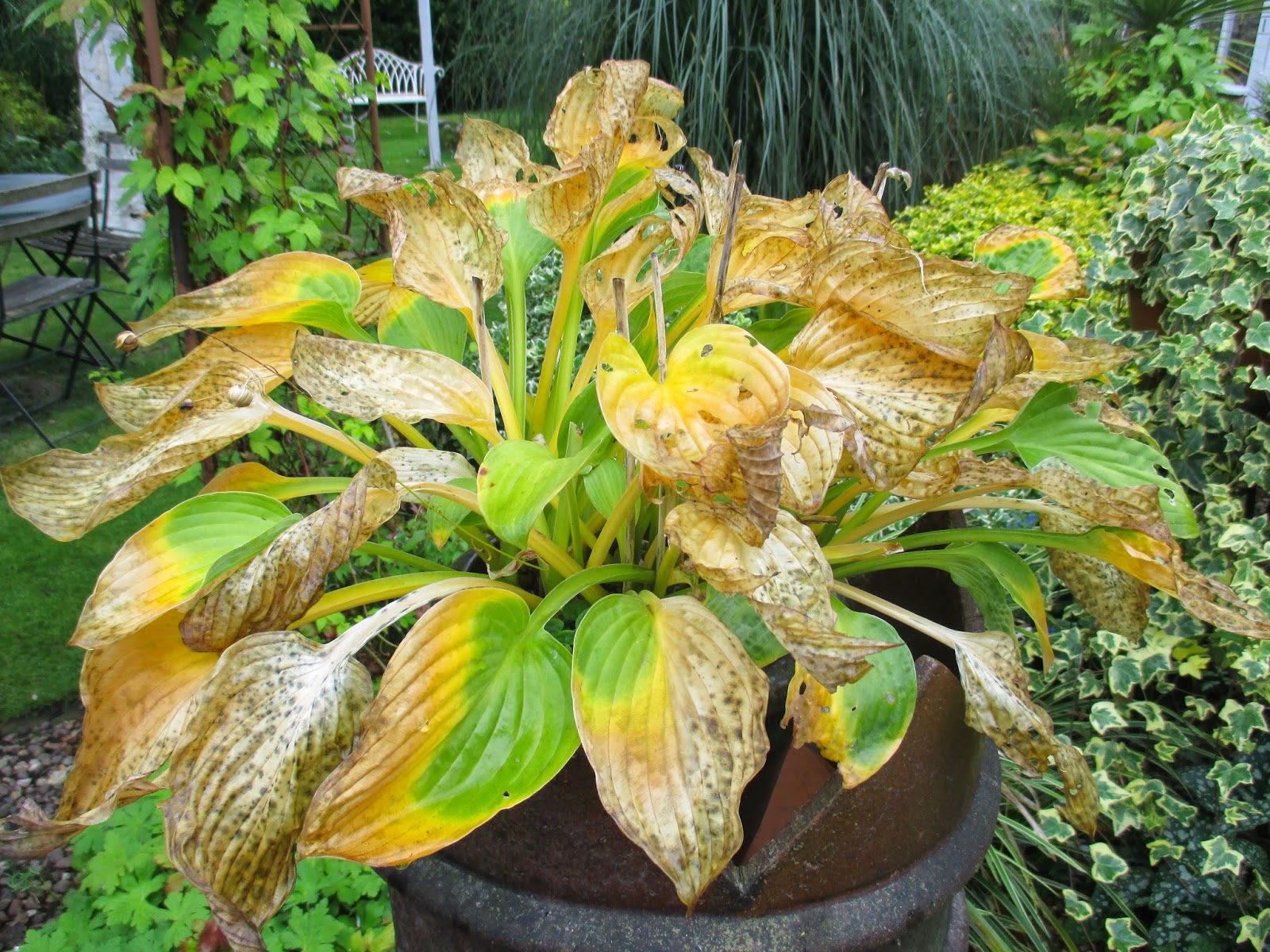 Болезни Хосты И Их Лечение Фото Telegraph