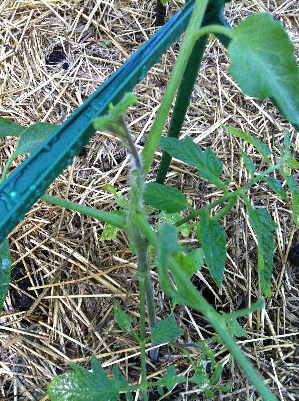 Gross Farms What Is Eating My Tomato Plants?