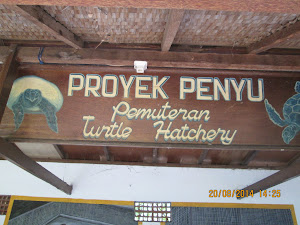 The "Turtle Conservation project" in "REEF SEEN RESORT" in Pemuteran.