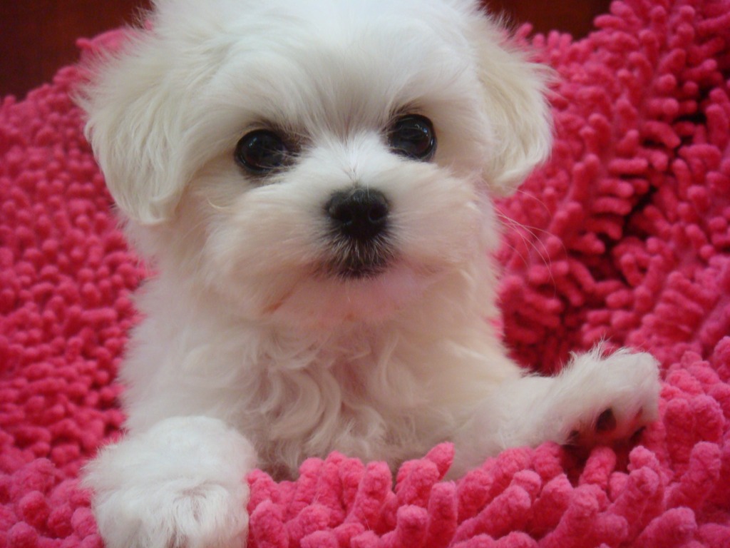 Cute Puppy Dogs cute maltese puppy cute maltese puppy
