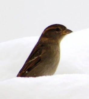 Tiny bird in the snow.