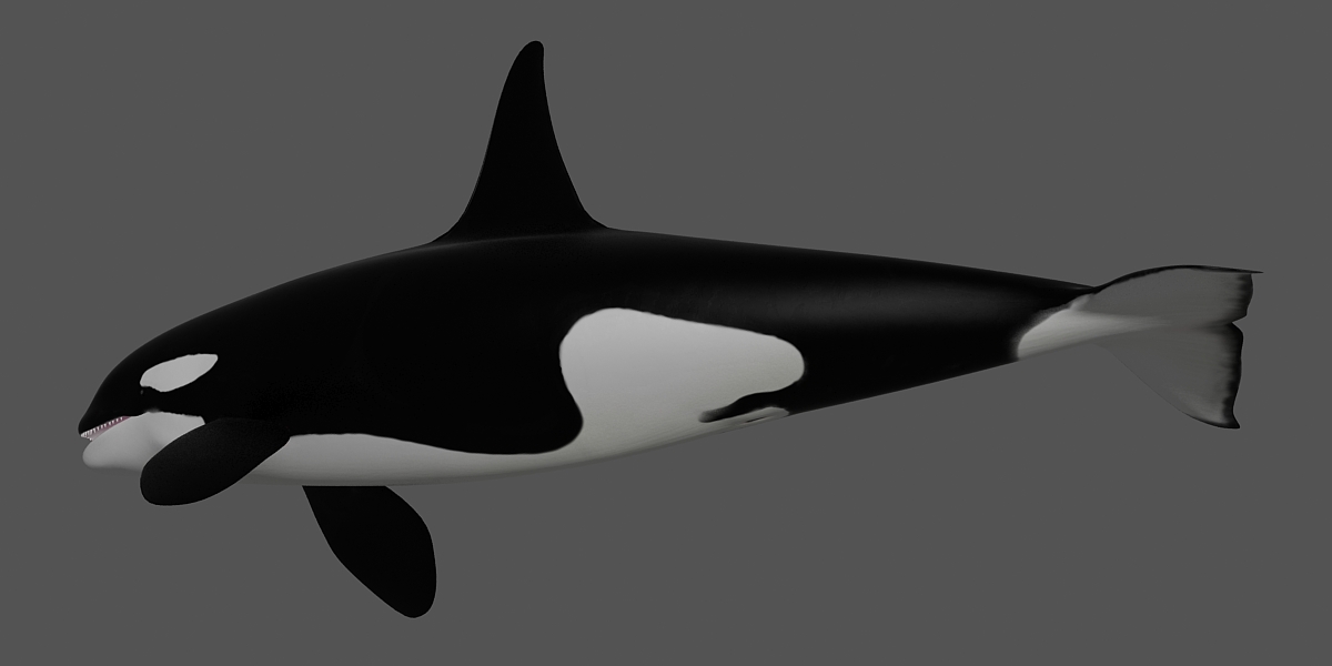 Orca3D crack .ir Orca3D crack .ir