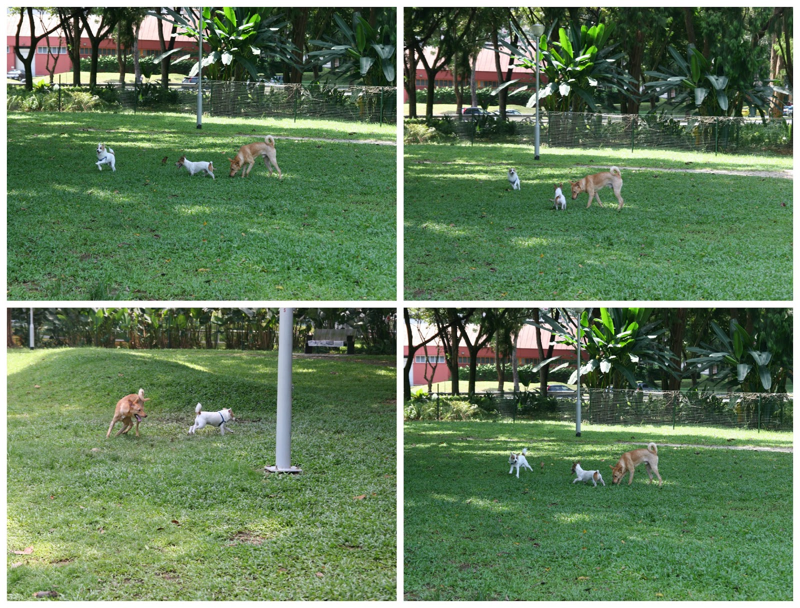 Bishan Dog Park Sam, Pecan and Pippin Dog blog Singapore