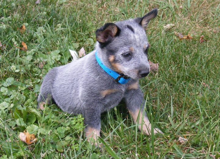 All List Of Different Dogs Breeds: Blue Heeler Puppy Pictures