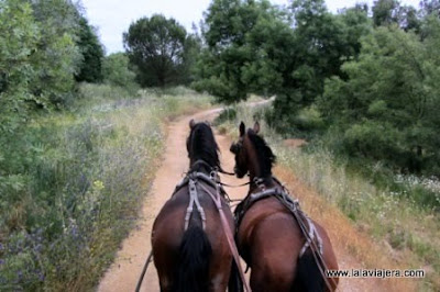 Corredor Verde Guadiamar en Coche Caballos