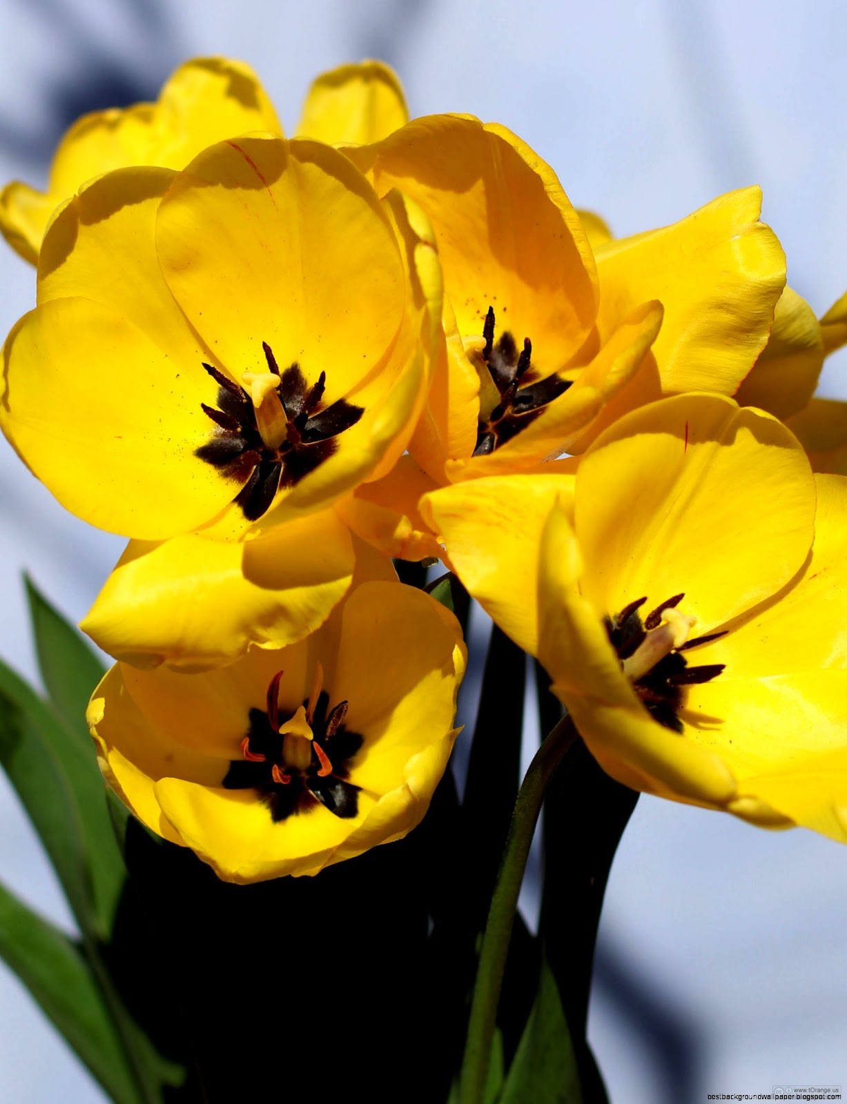 desktop and background Background to postcards yellow tulips ID desktop and background Background to postcards yellow tulips ID