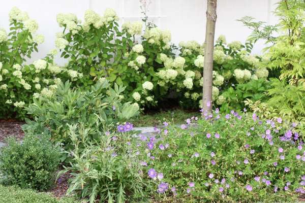 Dwarf Korean Lilac Syringa Shrub Pack Of Two In Bud And Bloom