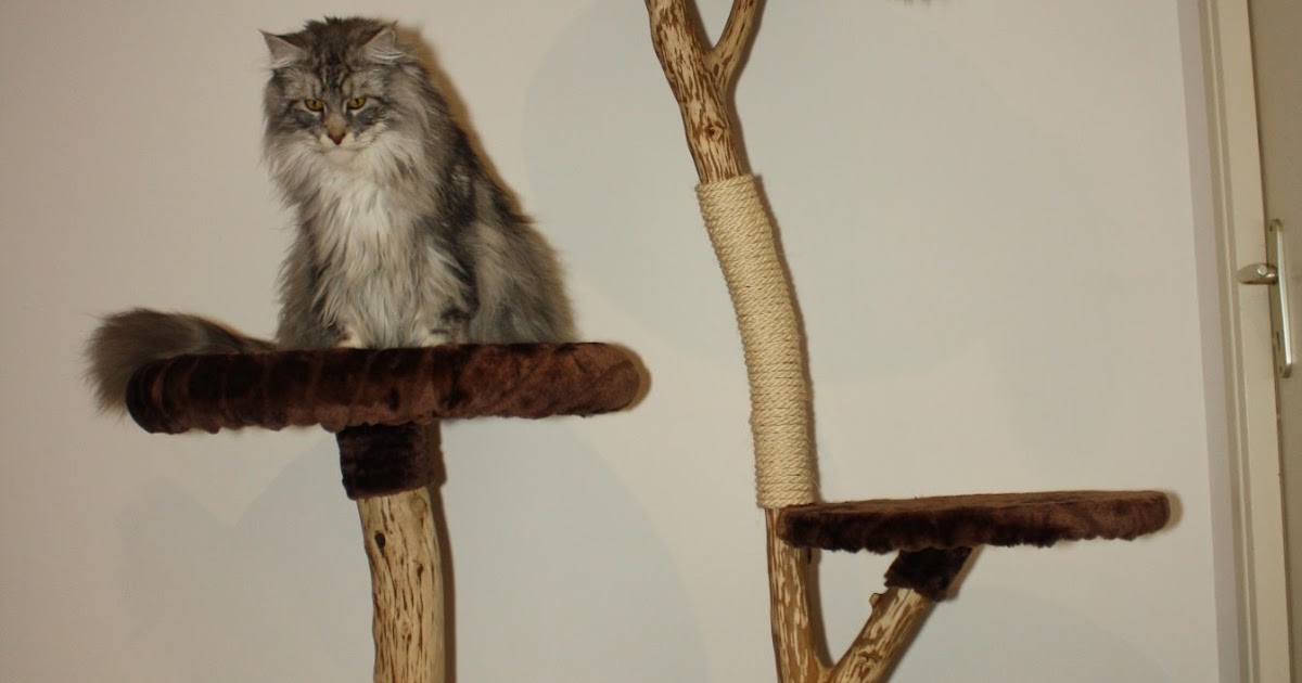 vends arbre 224 chat en bois naturel vends arbre 224 chat en bois naturel