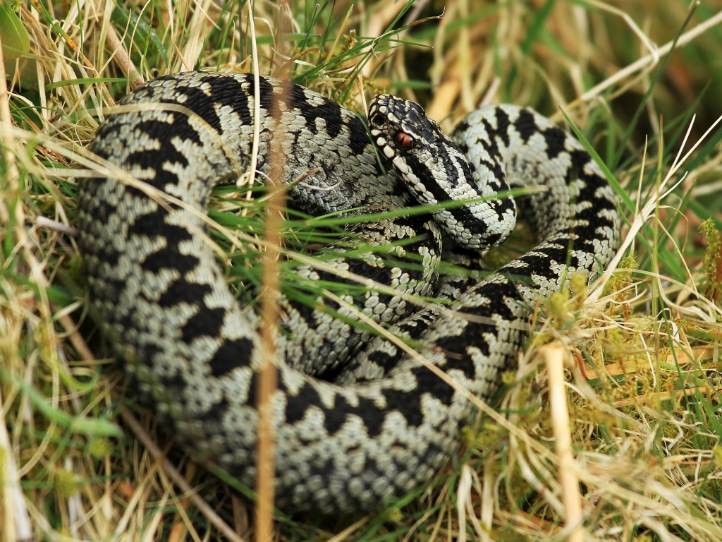 Martin Jump Wildlife Photographer SNAKES ALIVE.