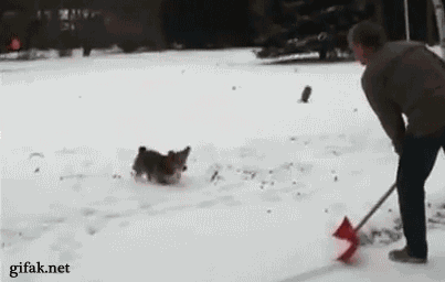 %D0%B3 These GIFs of dogs playing in the snow will make you like snow again