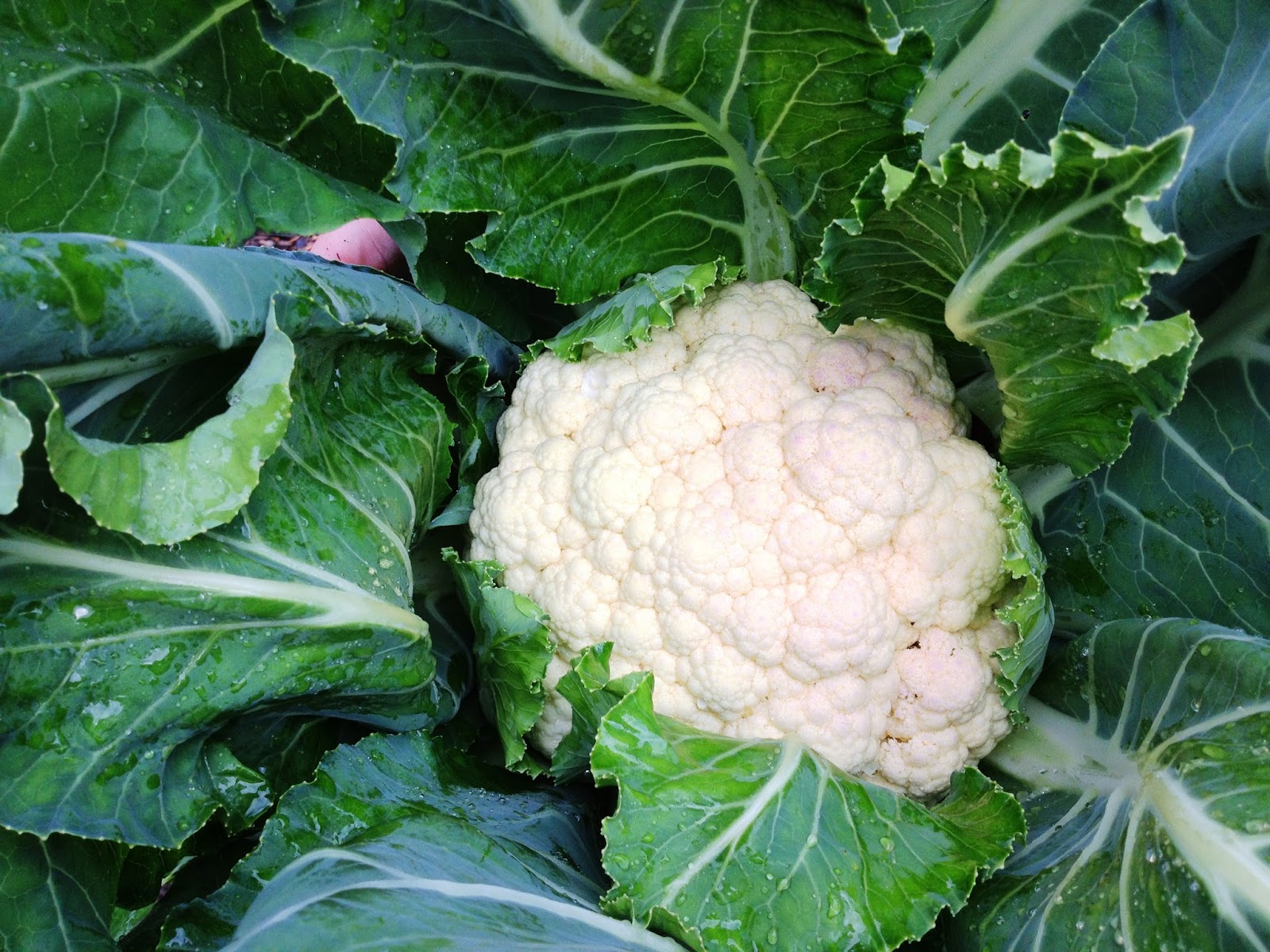 Down To Earth How To Pick Cauliflower
