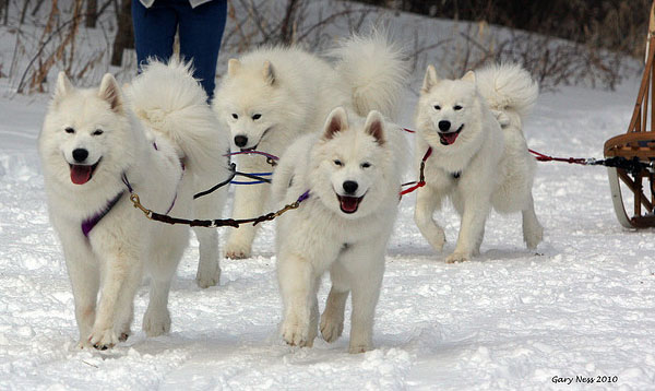 http://3.bp.blogspot.com/-2nCbcRzS06g/UMi29ZBwknI/AAAAAAAARoI/B-p5FnJu7xI/s1600/Samoyed3.jpg