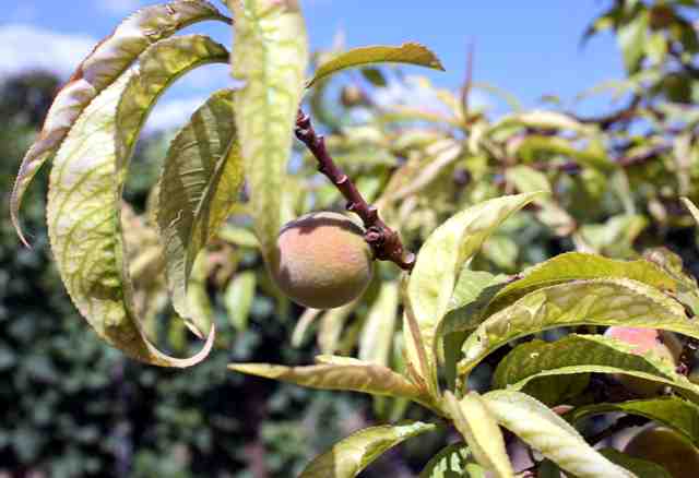 Vineyard peaches love the same soil as Kamptal wines
