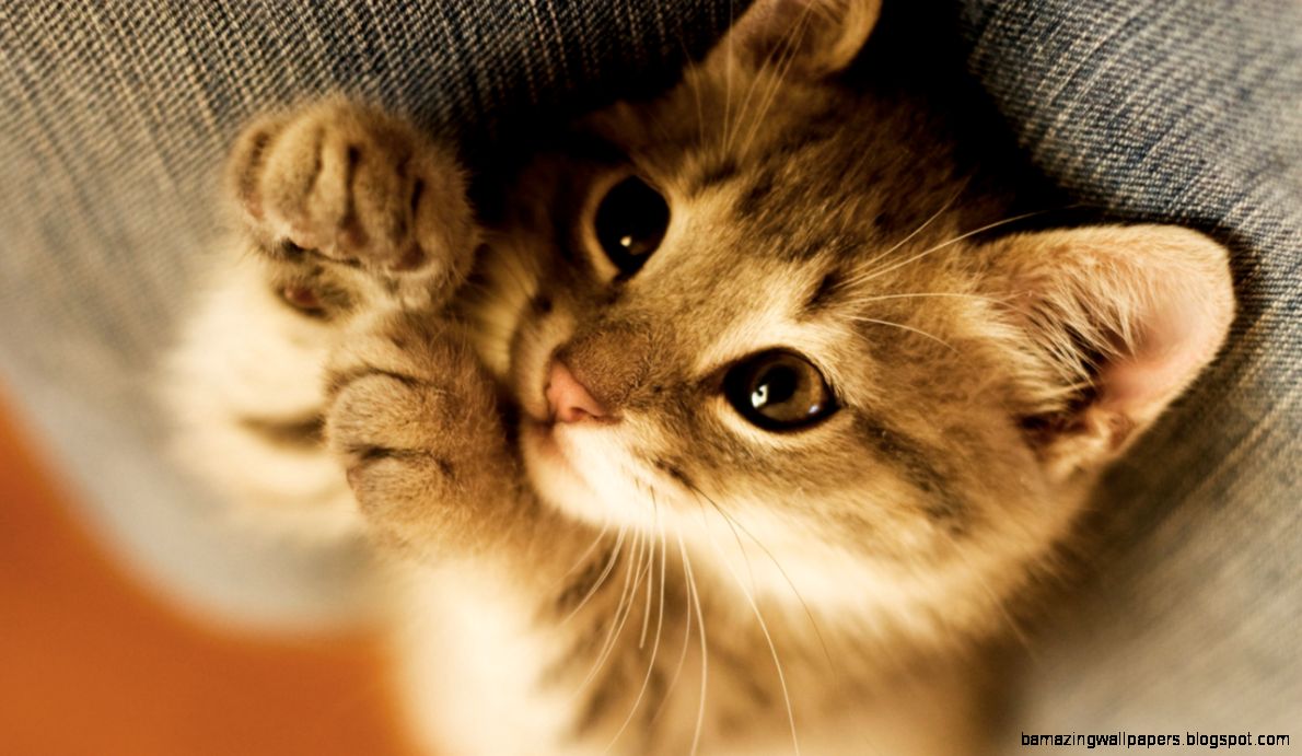 Cat Wallpapers For Mobile – wallpaper202 Cat Wallpapers For Mobile – wallpaper202