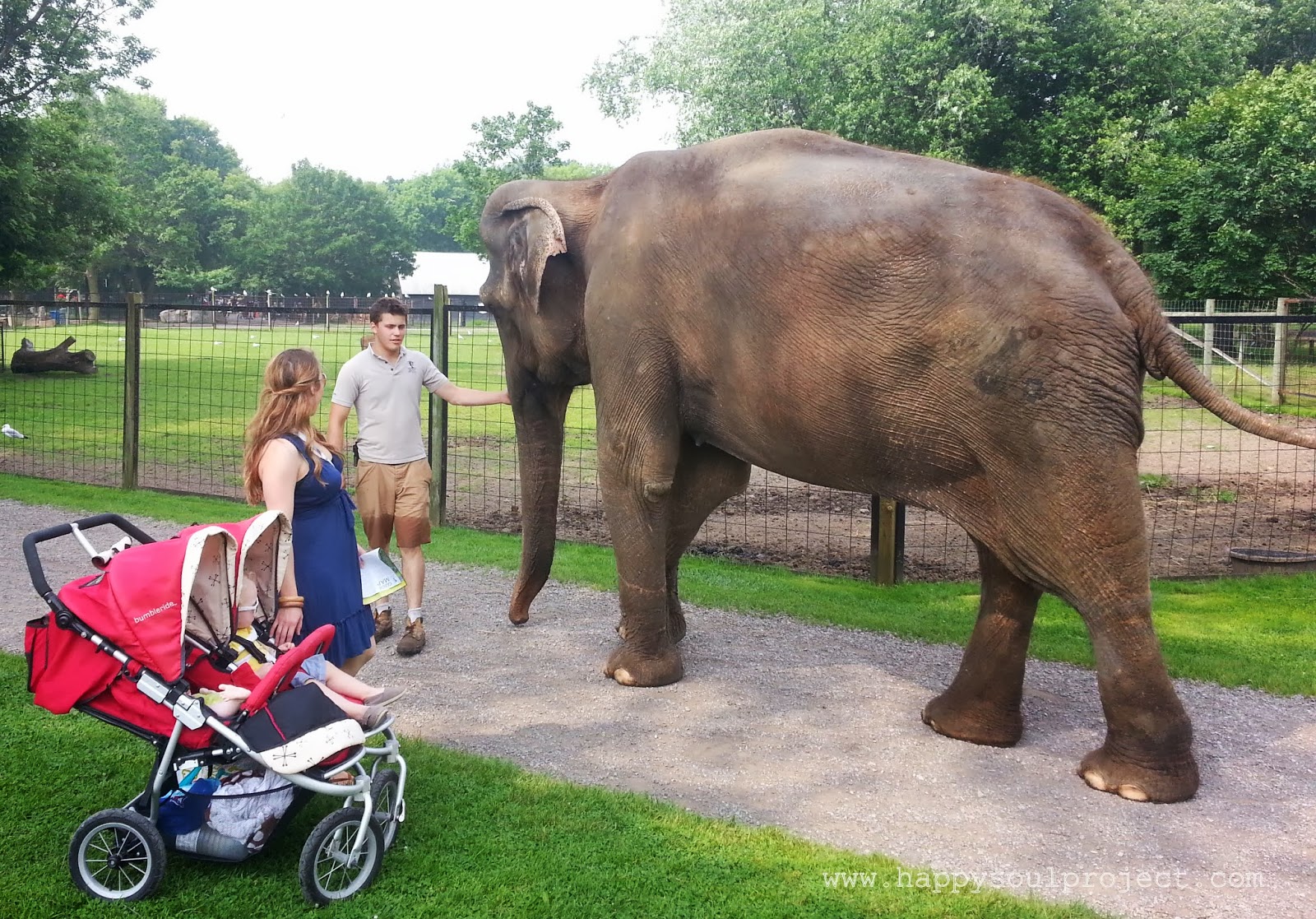 An Elephant & A Boob...Everyone's favourite zoo story...