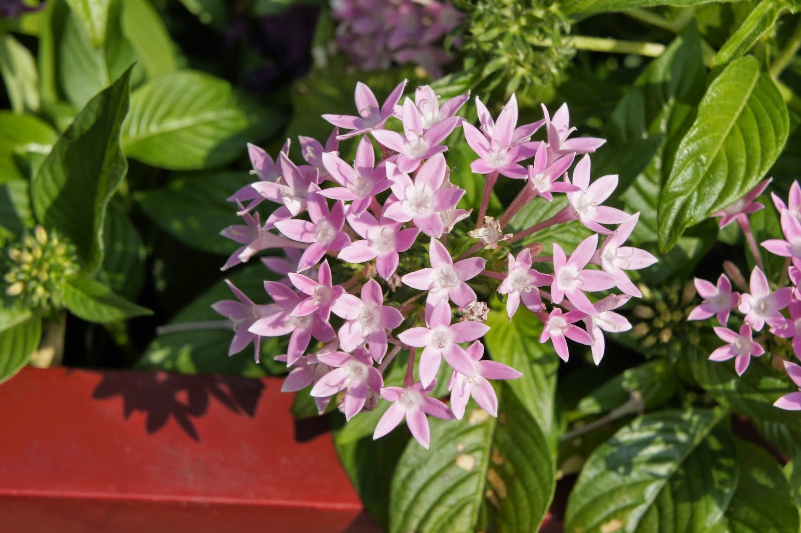 Living In Nature 五星花 星形花pentas Star Cluster