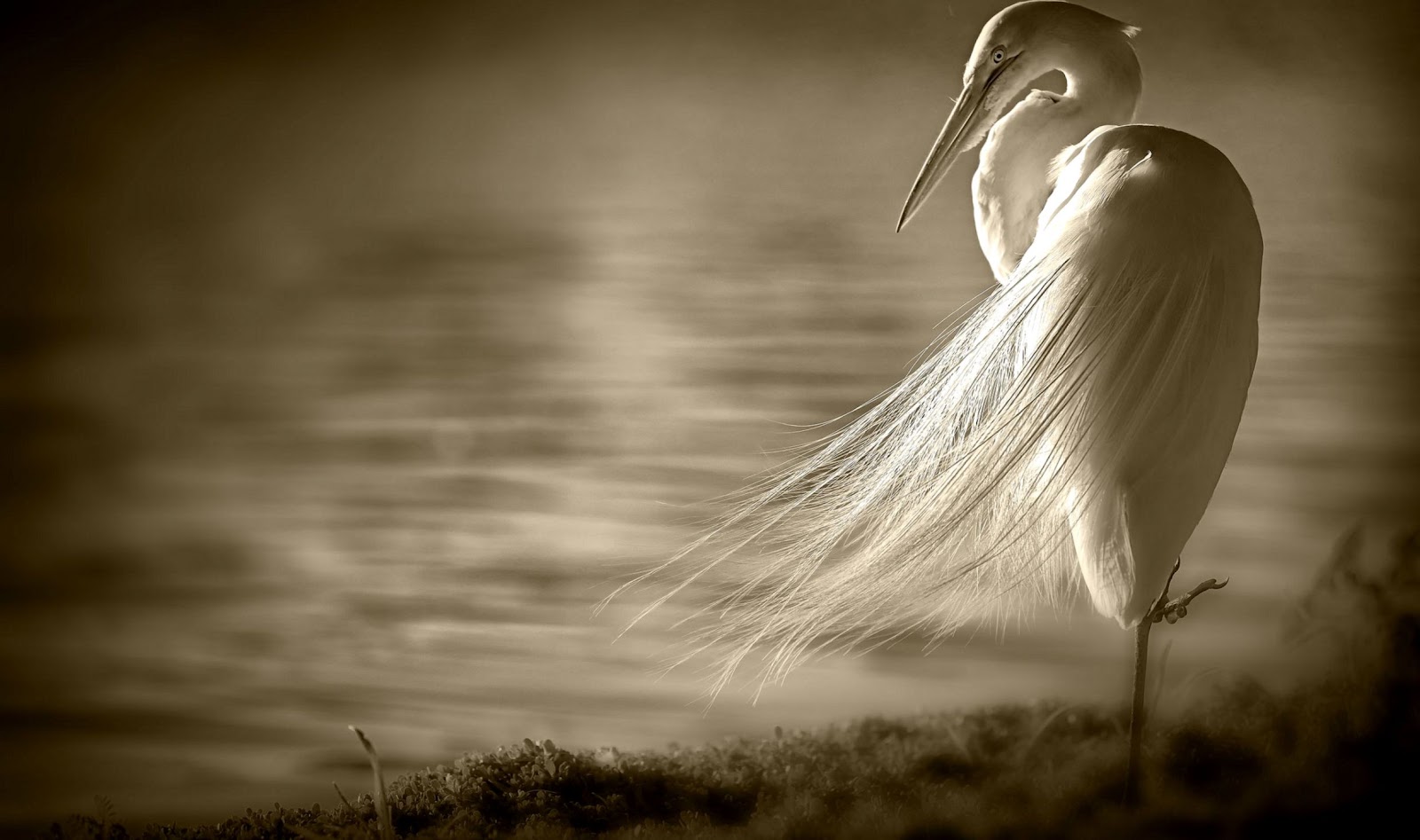 Sepia Beach Birds Sepia Beach Birds