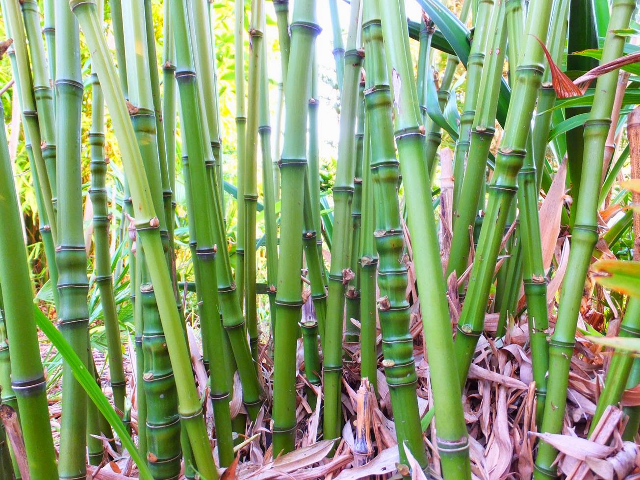 Phyllostachys aurea Phyllostachys aurea
