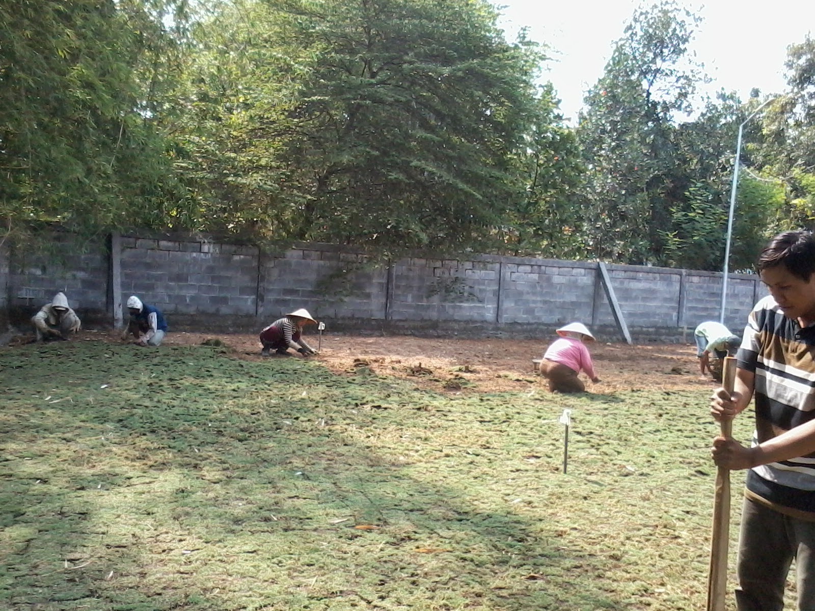 penanaman rumput tamanku jual rumput taman dan bibit penanaman rumput tamanku jual rumput taman dan bibit