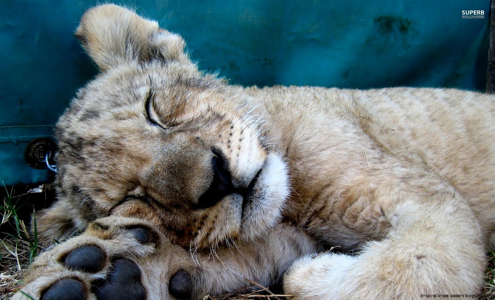 Sleeping Lion Cub Sleeping Lion Cub